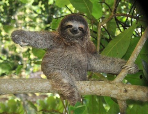 sloth