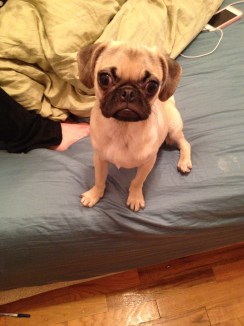 dog
