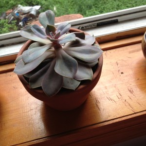 plant