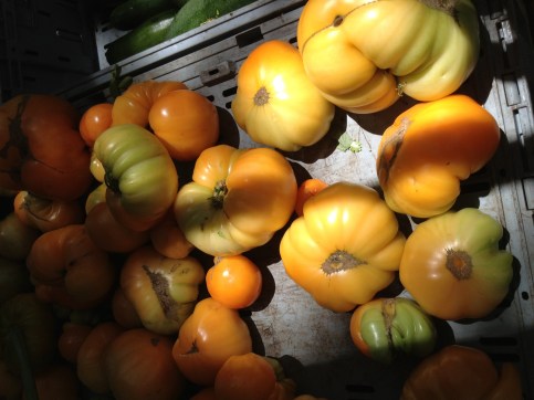 tomato